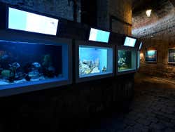 Le sale dell'acquario