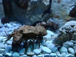 Le specie dell'acquario