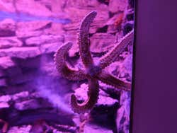 Una stella marina dell'acquario