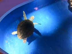 Una tartaruga marina
